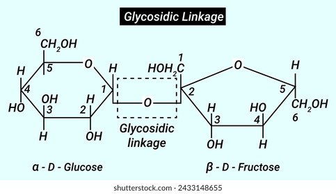 Chemical structure of glycosidic linkage