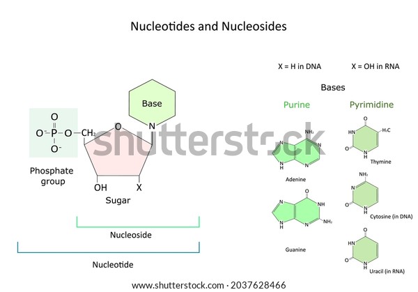 Chemical Structure Nucleotide Nitrogenous Bases Dna Stock Vector ...