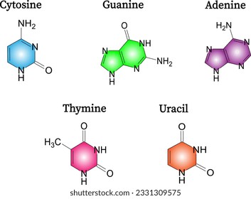 Chemical structure of nucleotides : adenine ,cytosine ,guanine thymine. Vector illustration