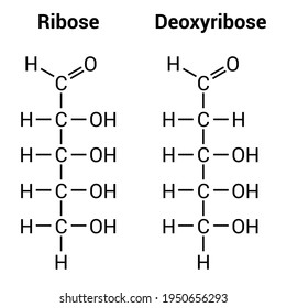 935 Ribose Images, Stock Photos & Vectors | Shutterstock