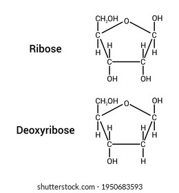 dideoxyribose