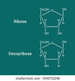 chemical structure of ribose and deoxyribose