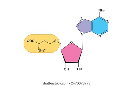 Chemical Structure of S-adenosyl-L-methionine Illustrated in a Clear White Background.