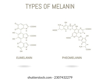 Chemical structure of two types of melanin
