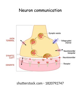 Chemical synapse structure. Neuron communication. Close-up of axon terminal with Synaptic vesicles, Voltage-gated channel, and Neurotransmitter transporters. neurotransmitter binds to receptor svg