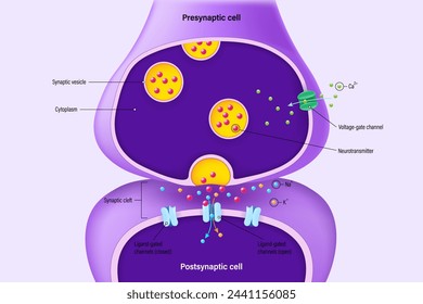 Chemical synapse vector. Neuron communication. Synaptic transmission. Presynaptic cell and Postsynaptic cell.
