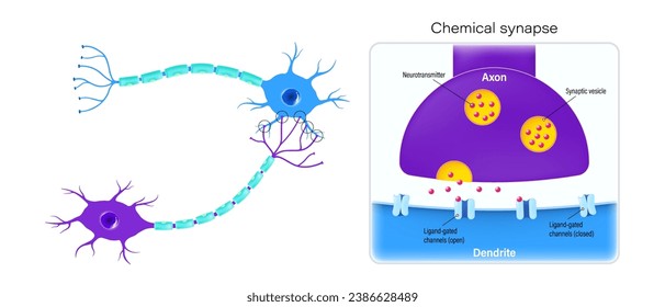 Chemical synapse vector. Neurons and closeup of synapse. Neuron anatomy. Neural communication. Synaptic transmission.