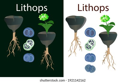 chemistry - vector lithops on white background. vector lithops on black background. lithops