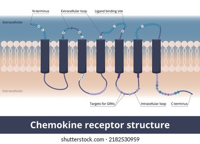 Chemokine receptor structure. Cytokine receptors found on the cell surface, interact with a chemokine: 7 transmembrane structure and couple to G-protein for signal transduction.