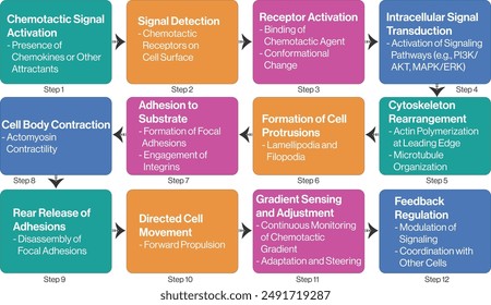 Ilustración de diagrama de flujo de quimiotaxis, fondo blanco, diagrama de Vector de Ciencia