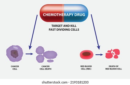 Chemotherapy Drug Kills The Target And Kill Fast Dividing Cells Like Cancer Cells And Red Blood Cell 