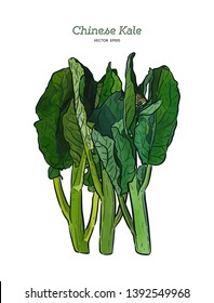 Chenese Kale or Chinese broccoli, vegetable. hand draw sketch vector.
