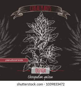 Chenopodium quinoa aka quinoa sketch on black. Cereal plants collection. Great for bakery, agriculture, farming design.