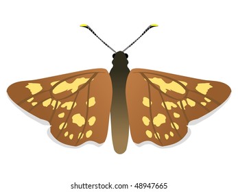 Chequered Skipper butterfly
