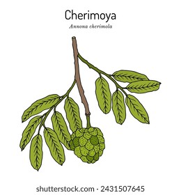 Cherimoya (Annona cherimola), edible and medicinal plant. Hand drawn botanical vector illustration