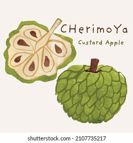 Cherimoya or custard apple exotic fruit watercolor illustration set. Painterly watercolor texture and ink drawing elements. Hand drawn and hand painted