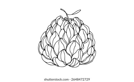 Cherimoya Fruit Illustrated Line Art Vector Fresh and Detailed