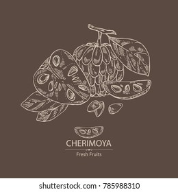 Cherimoya: fruit, cherimoya slice and leaves. Vector hand drawn illustration.