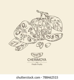 Cherimoya: fruit, cherimoya slice and leaves. Vector hand drawn illustration.