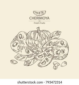 Cherimoya: fruit, cherimoya slice and leaves. Vector hand drawn illustration.