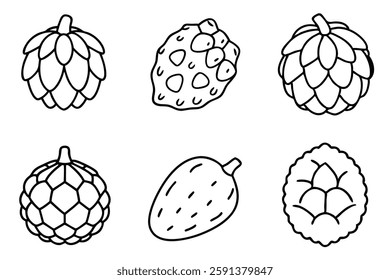 Cherimoya line art illustration for botanical book cover