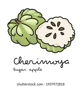 Cherimoya or Sugar apple fruit on white background. Vector illustration 