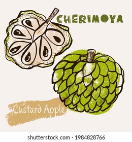 Cherimoya tropical fruit line art and color hand-drawn vector illustration. Rough crayon strokes doodle in an expressive loose coloring book style