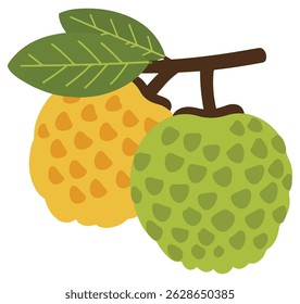 Cherimoya whole fruit with leaves isolated on a white background. Cartoon icon for package design. Vector illustration of tropical fruits in flat style