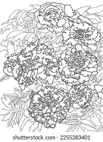 Chernobrivtsy flowers.Linear swatches are applicable in advertising, pre-work, illustration, logos, as well as on the website for a convenient and understandable search system.