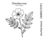 Cherokee rose (Rosa laevigata) the official state flower of Georgia. Botanical hand drawn vector illustration