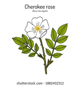 Cherokee rose (Rosa laevigata) the official state flower Georgia  Botanical hand drawn vector illustration