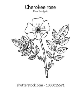 Cherokee rose (Rosa laevigata) the official state flower Georgia  Botanical hand drawn vector illustration