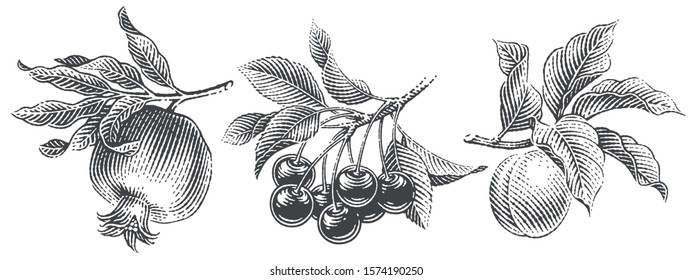 Cherries, apricot and pomegranate composition set. Hand drawn engraving style illustrations.