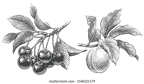 Cherries and apricot set. Hand drawn engraving style illustrations.