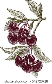 cherries bunches in a branch