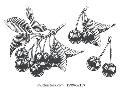 Cherries and cherry tree's branch composition set. Hand drawn engraving style illustrations.