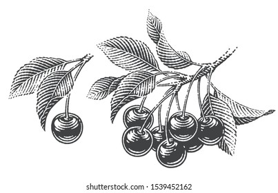 Cherries and cherry tree's branch composition set. Hand drawn engraving style illustrations.