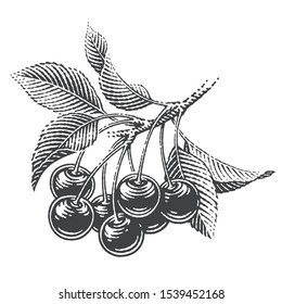 Cherries and cherry tree's branch composition set. Hand drawn engraving style illustrations.