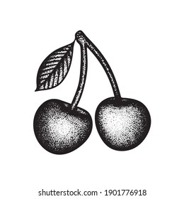 Cherries engraving style vector illustration. Two sweet cherry fruits vintage outline drawing isolated on white background. Cherry couple with leaf sketch drawn illustration. Part of set.