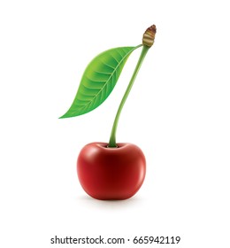 Cherries Fruit