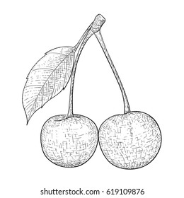 Cherries. Hand drawn sketch. Vector illustration isolated on white background