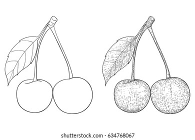 Cherries. Hand drawn sketch. Vector illustration isolated on white background