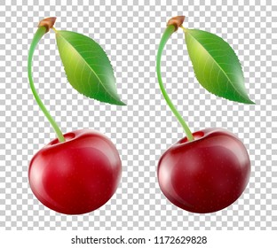 Cherries isolated on transparent background. Vector