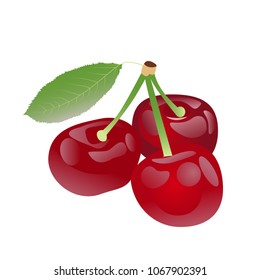 Cherries with leaf vector illustration