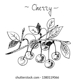 Cherries and leaves. Hand drawn vector illustration.