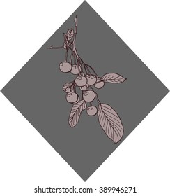cherries on a branch