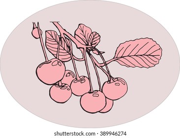 cherries on a branch