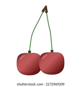 Cherries on a branch. Sweet cherry. Vector