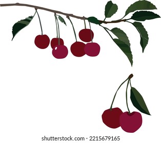 Cerezas en una rama sobre fondo blanco