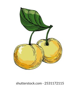 Cherries on a white background, Hand drawn illustration of cherry isolated on transparent background cutout